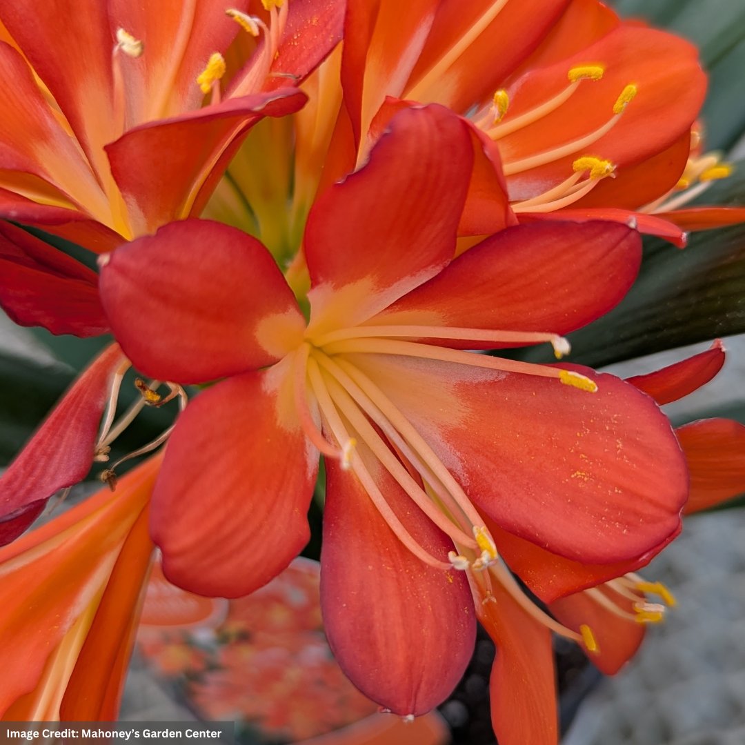 Clivia – 6″ Pot